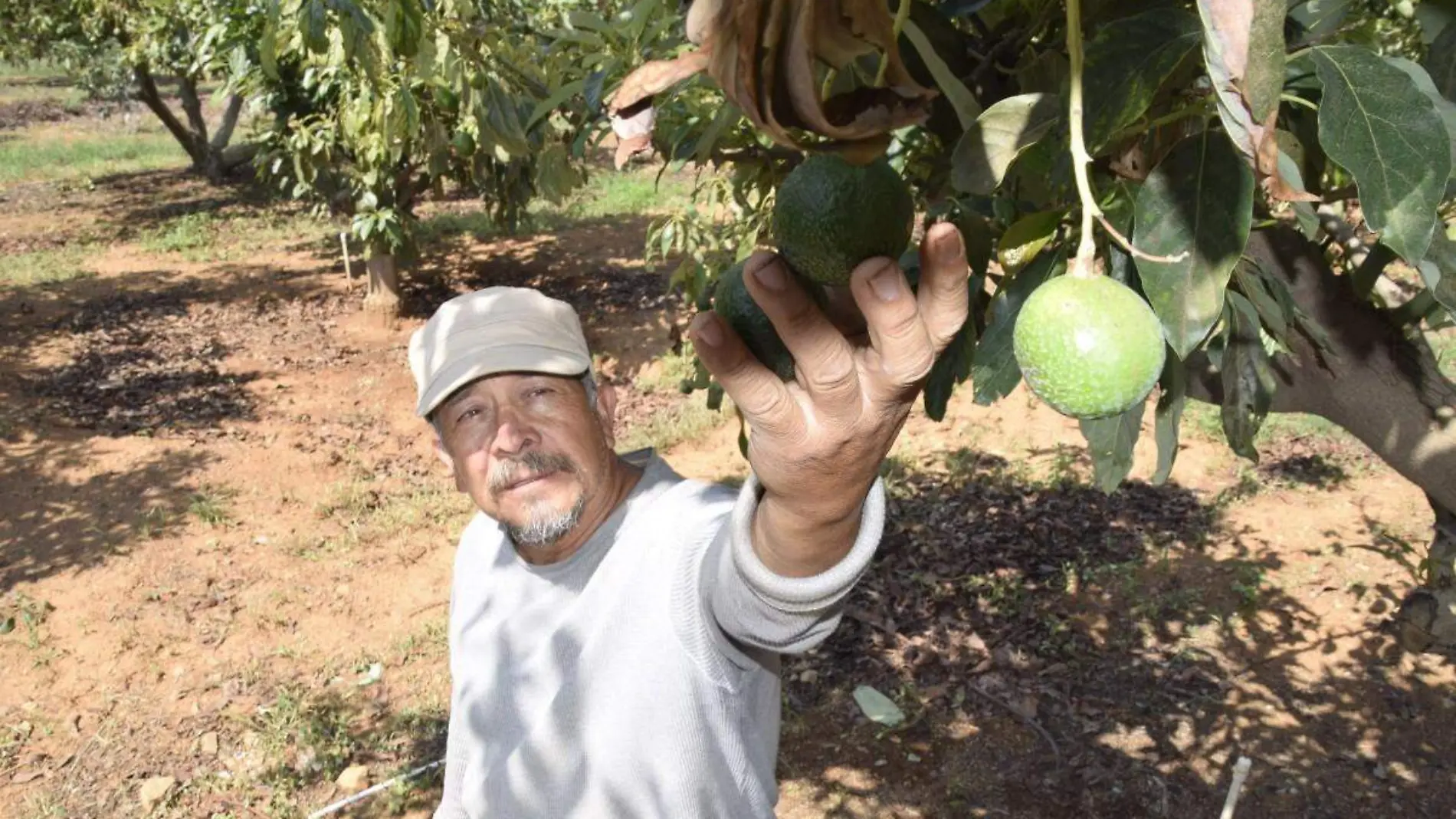 Aguacate, la mentira del oro verde